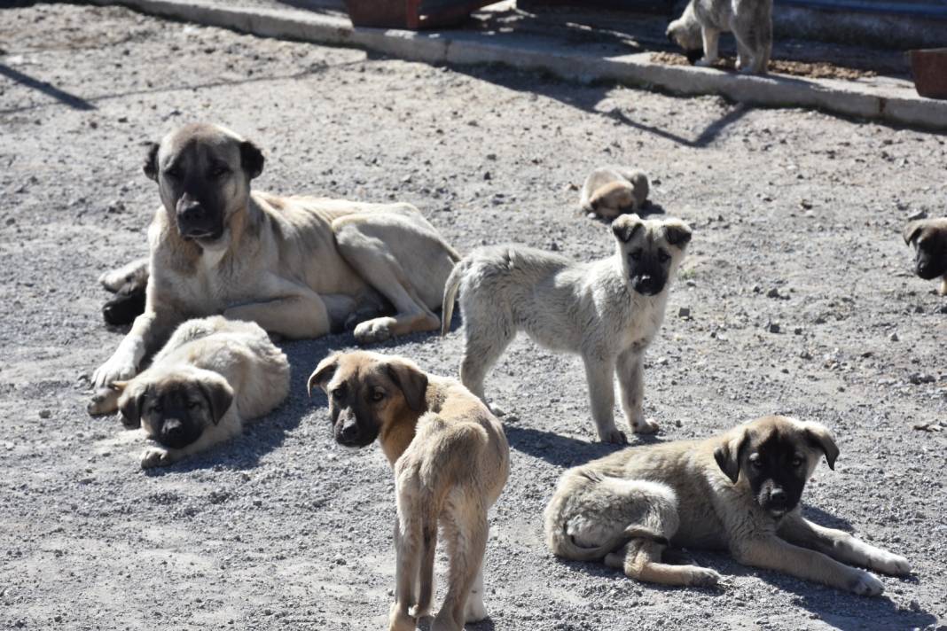 Yetkililer: "O olmasaydı bakamazdık" dedi. 30 yavruya birden annelik yapıyor 6